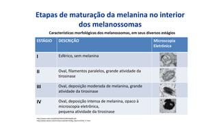 Etapas de maturação da melanina no interior
dos melanossomas
ESTÁGIO DESCRIÇÃO Microscopia
Eletrônica
I Esférico, sem melanina
II Oval, filamentos paralelos, grande atividade da
tirosinase
III Oval, deposição moderada de melanina, grande
atividade da tirosinase
IV Oval, deposição intensa de melanina, opaco à
microscopia eletrônica,
pequena atividade da tirosinase
Características morfológicas dos melanossomas, em seus diversos estágios
http://www.scielo.br/pdf/abd/v84n6/v84n06a08.pdf
http://www.nature.com/nrm/journal/v8/n10/fig_tab/nrm2258_F1.html
 