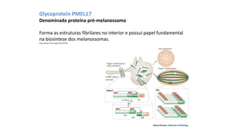 Glycoprotein PMEL17
Denominada proteína pré-melanossoma
Forma as estruturas fibrilares no interior e possui papel fundamental
na biosíntese dos melanossomas.
http://www.omim.org/entry/155550
 