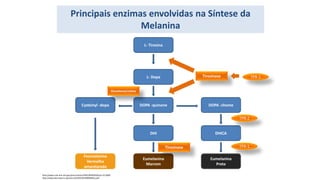 Principais enzimas envolvidas na Síntese da
Melanina
L- Tirosina
L- Dopa
DOPA -quinone
DHI
Eumelanina
Marrom
DOPA -chome
Cysteinyl -dopa
Feomelanina
Vermelha
amarelarada
DHICA
Eumelanina
Preta
Tirosinase
TPR-1
TPR-2
TPR-1
http://www.ncbi.nlm.nih.gov/pmc/articles/PMC3699939/#!po=25.0000
http://www.dermatol.or.jp/Journal/JD/full/030090665e.pdf
Glutatione/cistine
Tirosinase
 