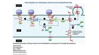 MATURAÇÃO DA TIROSINASE NO RETICULO PLASMÁTICO (ER)
http://www.jci.org/articles/view/59763
CNX (calnexin)
CRT (calreticulin )
Bip ou HSPA5
ERp57 (ER protein 57)
Ero1 (ER oxidoreductin)
Proteínas presentes no ER que servem como facilitadoras no processo de formação das proteínas.
 