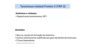 Tyrosinase-related Protein 2 (TRP-2)
Atividades
• Atua na cascata de formação da melanina;
• Enzima melanossomal codificada por gene da família da tirosinase;
• É Zinco Dependente.
Sinônimos e símbolos
• Dopachrome tautomerase; DCT
http://physrev.physiology.org/content/84/4/1155.long
 