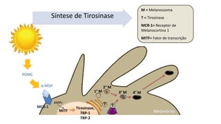 Síntese de Tirosinase
α-MSH
Melanócito
MCR-1
MITF
Tirosinase,
TRP-1
TRP-2
1° M
2° M
AMPc
3° M 4° M
T T
M = Melanossoma
T = Tirosinase
MCR-1= Receptor de
Melanocortina 1
MITF= Fator de transcrição
POMC
 