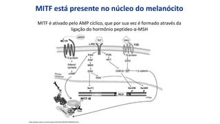 MITF está presente no núcleo do melanócito
MITF é ativado pelo AMP cíclico, que por sua vez é formado através da
ligação do hormônio peptideo α-MSH
http://www.nature.com/onc/journal/v22/n20/full/1206443a.html
 