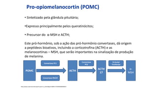 Pro-opiomelanocortin (POMC)
• Sintetizado pela glândula pituitária;
•Expresso principalmente pelos queratinócitos;
• Precursor do α-MSH e ACTH;
Este pró-hormônio, sob a ação das pró-hormônio convertases, dá origem
a peptídeos bioativos, incluindo a corticotrofina (ACTH) e as
melanocortinas – MSH, que serão importantes na sinalização de produção
de melanina.
http://www.scielo.br/scielo.php?script=sci_arttext&pid=S0004-27302003000400012
POMC
Convertase PC1
Convertase PACE4
ACTH
Convertase
PC2
ACTH
17
N-Acetyl
Tranferase
α-
MSH
 