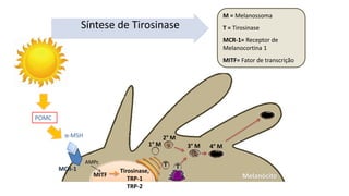 Síntese de Tirosinase
α-MSH
Melanócito
MCR-1
MITF
Tirosinase,
TRP-1
TRP-2
1° M
2° M
AMPc
3° M 4° M
T T
M = Melanossoma
T = Tirosinase
MCR-1= Receptor de
Melanocortina 1
MITF= Fator de transcrição
POMC
 