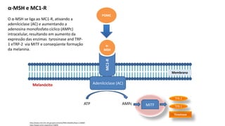 α-MSH e MC1-R
O α-MSH se liga ao MC1-R, ativando a
adenilciclase (AC) e aumentando a
adenosina monofosfato cíclico (AMPc)
intracelular, resultando em aumento da
expressão das enzimas tyrosinase and TRP-
1 eTRP-2 via MITF e conseqüente formação
da melanina.
http://www.ncbi.nlm.nih.gov/pmc/articles/PMC1462691/#!po=2.50000
http://www.omim.org/entry/176830
MC1-R
α-
MSH
Adenilciclase (AC)
ATP AMPc
Tirosinase
TPR-2
TPR-1
MITF
Melanócito
Membrana
POMC
 