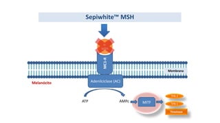 Sepiwhite™ MSH
MC1-R
α-
MSH
Adenilciclase (AC)
ATP AMPc
Tirosinase
TPR-2
TPR-1
MITF
Melanócito
Membrana
 