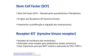 Stem Cell Factor (SCF)
• Stem Cell Factor (SCF) - liberado pelos queratínócitos e fibroblastos;
• Se ligam aos Receptores KIT (tyrosine kinase);
• Importante na proliferação e migração dos melanossomas.
Receptor KIT (tyrosine kinase receptor)
• Receptor de membrana dos melanócitos;
• Disfunções neste receptor gera piebaldismo (lesões acrômicas)
• Fator importante para que MIFT sinalize a expressão da TYR e TYRP-1
http://www.nature.com/jid/journal/v126/n5/pdf/5700164a.pdf
http://dev.biologists.org/content/127/24/5379.full.pdf
http://www.ncbi.nlm.nih.gov/pmc/articles/PMC2363371/pdf/82-6691076a.pdf
 