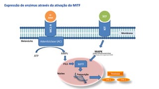 MC1-R
α-
MSH
Adenilciclase (AC)
ATP
AMPc
Tirosinase
TPR-2
TPR-1
MITF
mitogen activated protein kinase
http://www.omim.org/entry/176948
PKA
KIT
SCF
MAPK
Expressão de enzimas através da ativação do MITF
Núcleo
Membrana
Melanócito
Transcrição
 