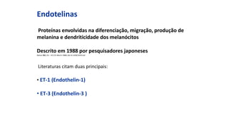 Endotelinas
Proteínas envolvidas na diferenciação, migração, produção de
melanina e dendriticidade dos melanócitos
Descrito em 1988 por pesquisadores japoneses
Nature 332, 411 - 415 (31 March 1988); doi:10.1038/332411a0
Literaturas citam duas principais:
• ET-1 (Endothelin-1)
• ET-3 (Endothelin-3 )
 