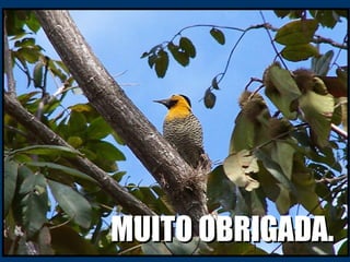 MUITO OBRIGADA.MUITO OBRIGADA.
 