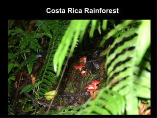 Costa Rica Rainforest 