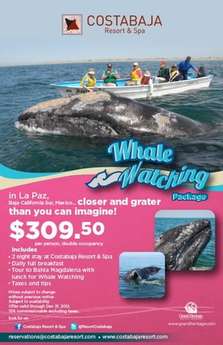 Costa baja gray whale