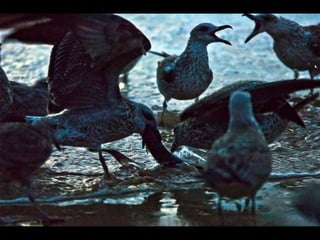 Costa caparica, pescadores e gaivotas