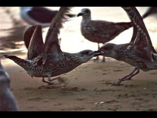 Costa caparica, pescadores e gaivotas