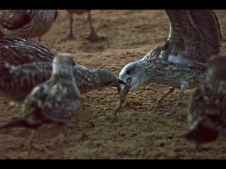 Costa caparica, pescadores e gaivotas