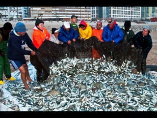 Costa caparica, pescadores e gaivotas