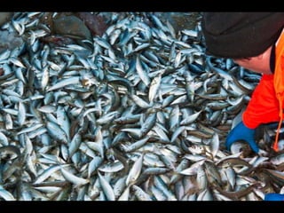 Costa caparica, pescadores e gaivotas