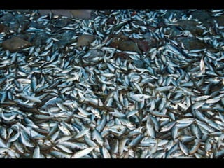 Costa caparica, pescadores e gaivotas