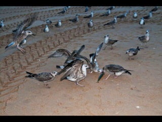 Costa caparica, pescadores e gaivotas
