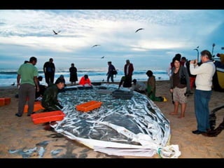 Costa caparica, pescadores e gaivotas