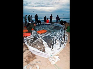 Costa caparica, pescadores e gaivotas