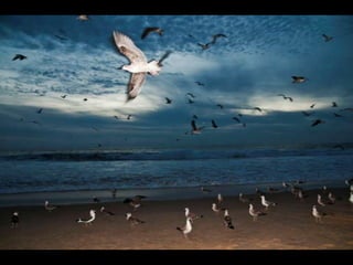 Costa caparica, pescadores e gaivotas