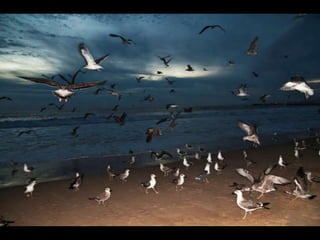 Costa caparica, pescadores e gaivotas