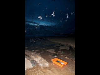 Costa caparica, pescadores e gaivotas