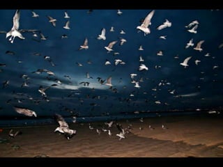Costa caparica, pescadores e gaivotas