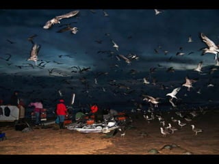 Costa caparica, pescadores e gaivotas