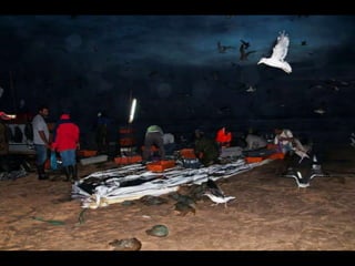 Costa caparica, pescadores e gaivotas