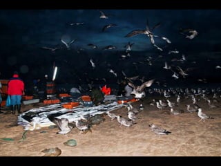 Costa caparica, pescadores e gaivotas