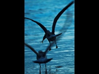 Costa caparica, pescadores e gaivotas