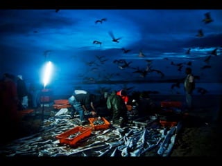 Costa caparica, pescadores e gaivotas