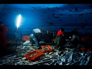 Costa caparica, pescadores e gaivotas