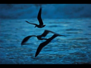 Costa caparica, pescadores e gaivotas