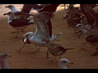 Costa caparica, pescadores e gaivotas