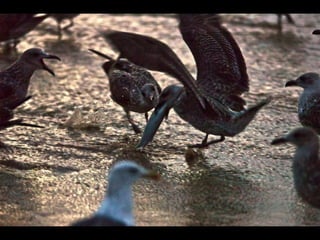 Costa caparica, pescadores e gaivotas