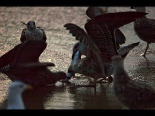 Costa caparica, pescadores e gaivotas