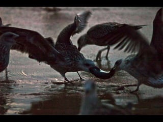 Costa caparica, pescadores e gaivotas