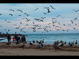 Costa caparica, pescadores e gaivotas