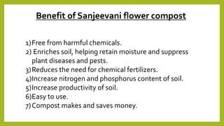 1)Free from harmful chemicals.
2) Enriches soil, helping retain moisture and suppress
plant diseases and pests.
3)Reduces the need for chemical fertilizers.
4)Increase nitrogen and phosphorus content of soil.
5)Increase productivity of soil.
6)Easy to use.
7)Compost makes and saves money.
Benefit of Sanjeevani flower compost
 