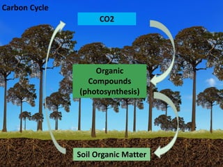Costa, Ciniro Jr - Climate Food and Farming CLIFF Network annual workshop November 2017