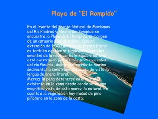 Playa de ”El Rompido” En el levante del Paraje Natural de Marismas del Río Piedras y Flecha del Rompido se encuentra la Playa de El Rompido, al margen de un estuario y no al océano. Conuna extensión de 1.000 metros de frente litoral es también excelente fondeadero para los amantes de la náutica. Este espacio natural está constituido por las marismas mareales del río Piedras, donde una corriente marina sedimentaria construye casi a ojo de vista la lengua de arena litoral. Merece la pena detenerse en el mirador existente en la zona desde donde se ve una magnífica vista de esta maravilla natural. En cuanto a la vegetación hay masas de pino piñonero en la zona de la costa.  