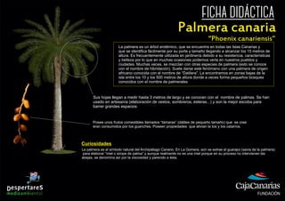 FICHA DIDÁCTICA
Palmera canaria
“Phoenix canariensis”
La palmera es un árbol endémico, que se encuentra en todas las Islas Canarias y
que se identiﬁca fácilmente por su porte y tamaño llegando a alcanzar los 15 metros de
altura. Es frecuentemente utilizada en jardinería debido a su resistencia, características
y belleza por lo que en muchas ocasiones podemos verla en nuestros pueblos y
ciudades. Muchas veces, se mezclan con otras especies de palmera (esto se conoce
con el nombre de hibridación). Suele darse este fenómeno con una palmera de origen
africano conocida con el nombre de “Datilera”. La encontramos en zonas bajas de la
isla entre los 10 y los 500 metros de altura donde a veces forma pequeños bosques
conocidos con el nombre de palmerales
Sus hojas llegan a medir hasta 3 metros de largo y se conocen con el nombre de palmas. Se han
usado en artesanía (elaboración de cestos, sombreros, esteras...) y son la mejor escoba para
barrer grandes espacios
Posee unos frutos comestibles llamados “támaras” (dátiles de pequeño tamaño) que se cree
eran consumidos por los guanches. Poseen propiedades que alivian la tos y los catarros.
La palmera es el símbolo natural del Archipiélago Canario. En La Gomera, aún se extrae el guarapo (savia de la palmera)
para elaborar “miel o sirope de palma” y aunque realmente no es una miel porque en su proceso no intervienen las
abejas, se denomina así por la viscosidad y parecido a ésta.
Curiosidades
 