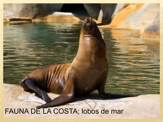 FAUNA DE LA COSTA; lobos de mar