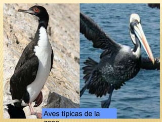 Aves típicas de la