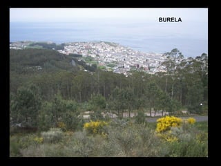 BURELA