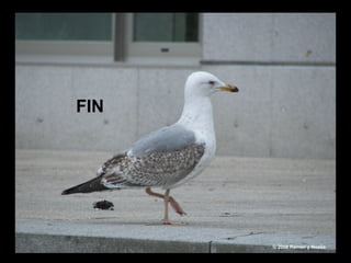 FIN © 2008 Ramón y Noelia 